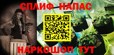 сатива Кингисепп
